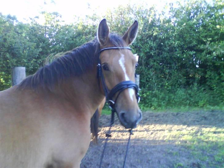 Anden særlig race Nikita af Hedelykke - Første gang med trense:) billede 10