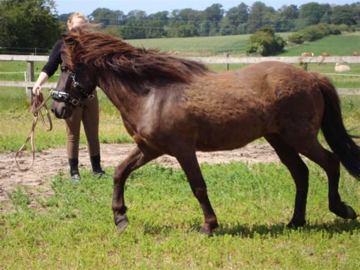 Islænder Svenni Fra Søtofte - Fotograf: Sissel Borlund Jensen billede 11