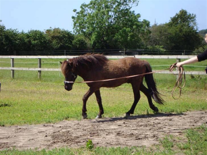 Islænder Svenni Fra Søtofte - Fotograf: Sissel Borlund Jensen billede 12