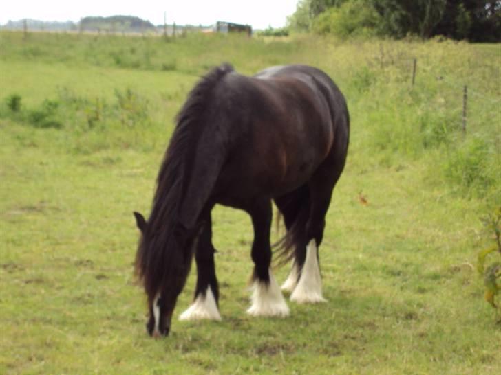 Tinker Albert  - sommer 2009 billede 1