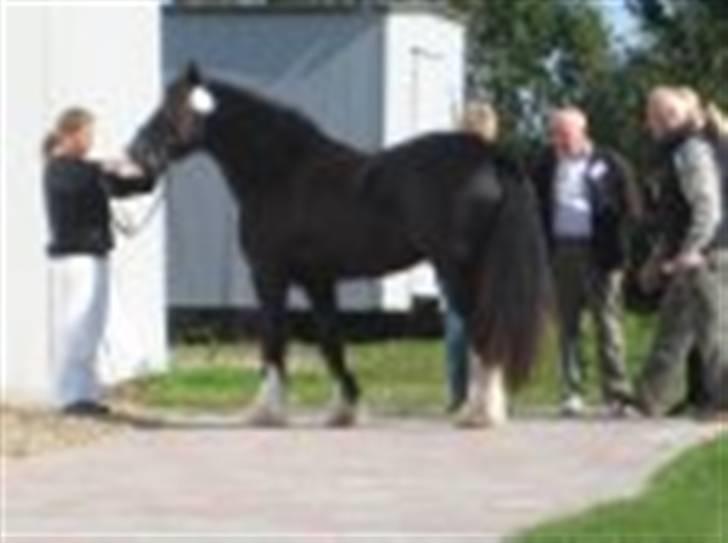 Tinker Albert  - kåring 2008 sjæland billede 2