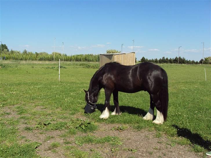 Tinker Albert  - sommer fold 2009 billede 3