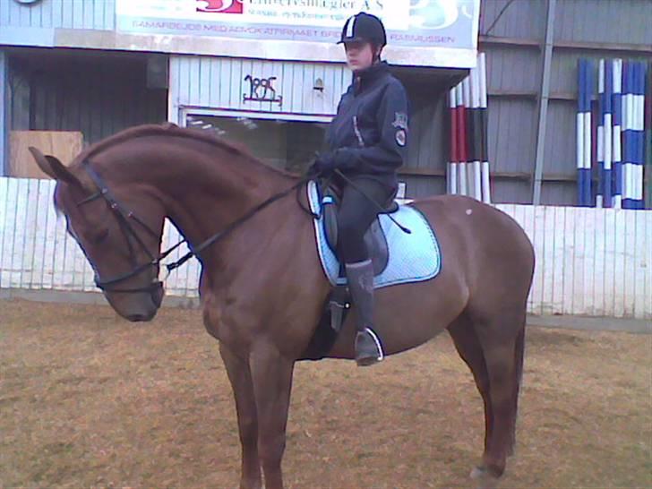 Dansk Varmblod Lærkenborgs Fuego billede 8