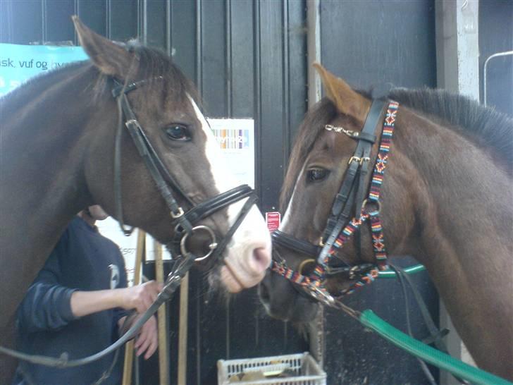 New Forest Midnight Fleur *Aflivet* - Fætter & Kusine (: billede 6