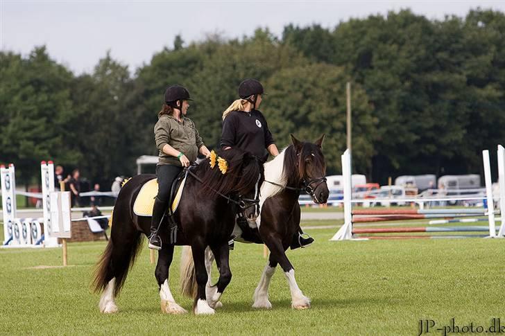 Tinker Albert  - st, heste dag 2008  billede 4