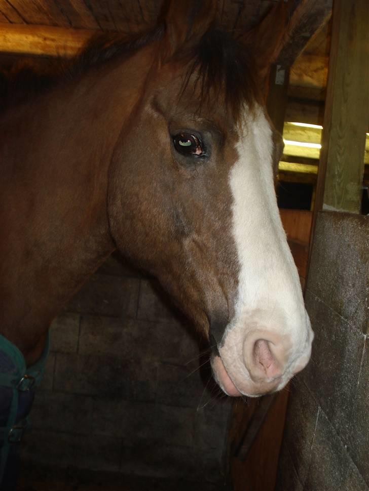 New Forest Midnight Fleur *Aflivet* - Fleur <3 billede 7