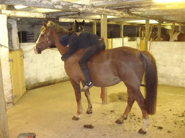New Forest Midnight Fleur *Aflivet* - Fleur & Mig <3 Jeg savner dig ! <3 billede 10