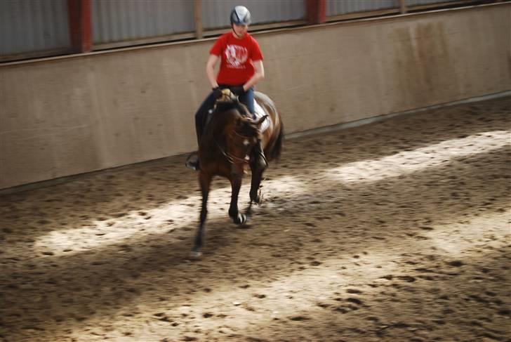 Tysk Sportspony Nixe Noel  - træning d. 13/6  - 2. dag med prinsessen <3 billede 8