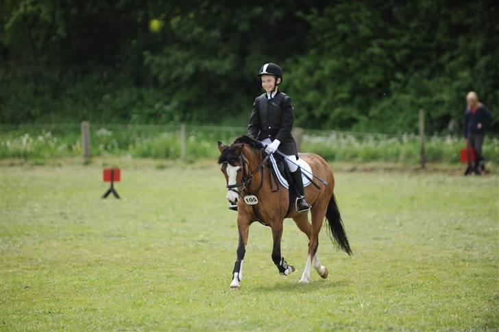 Welsh Pony af Cob-type (sec C) Gavotte`s Cathrien billede 14