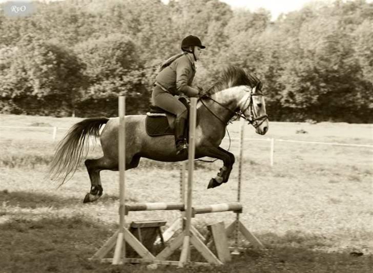 Anden særlig race Chili - træning her hjemme springer ca 80 cm. hun satte mega tideligt af derfor min opstiling:) billede 12