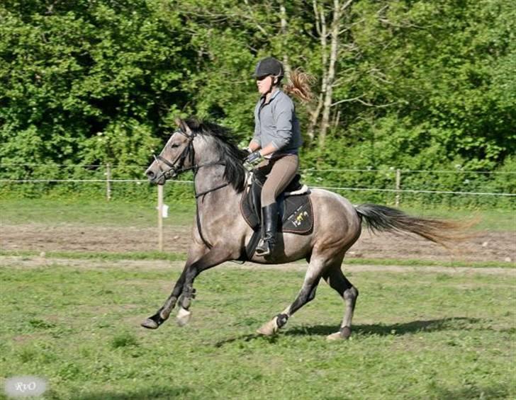 Anden særlig race Chili - Spring træning her hjemme billede 13