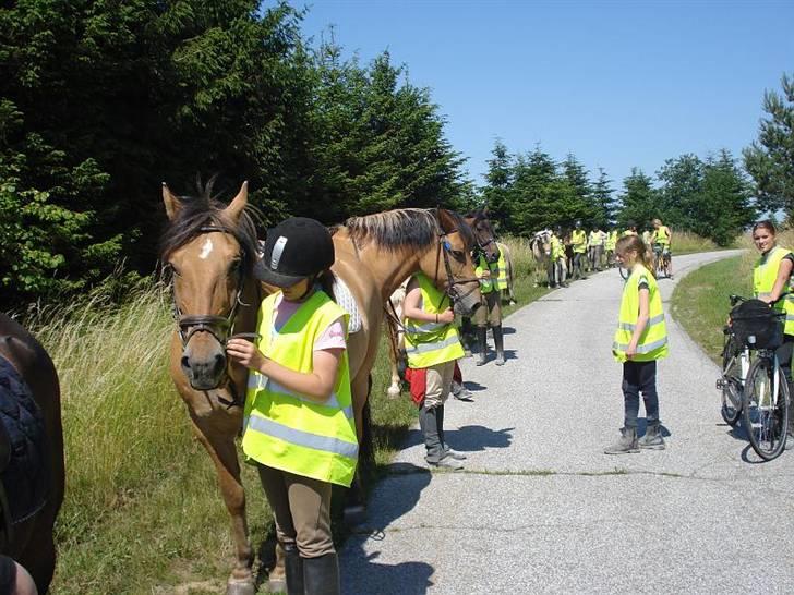 Anden særlig race Lukas   <3 - Lukas på vej til stranden... <3 billede 14