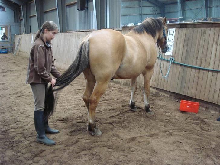 Anden særlig race Lukas   <3 - Strigle konkurrance, ved at ordne hale.... billede 16