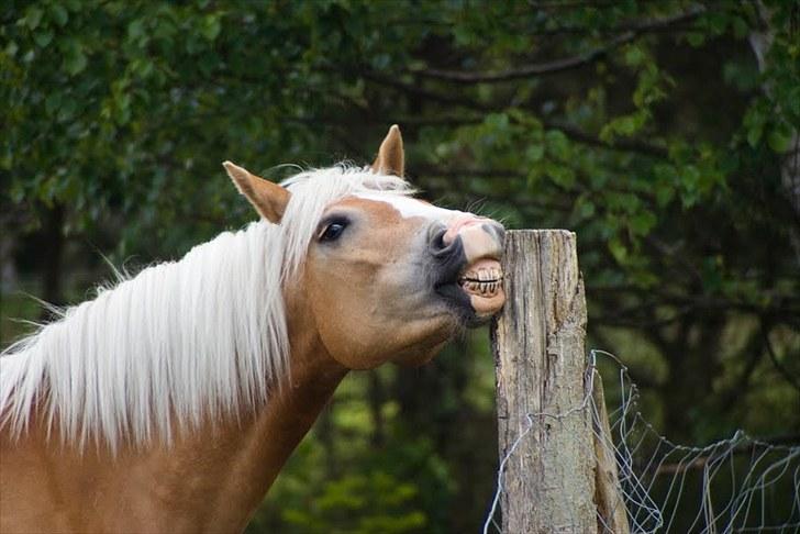 Tyroler Haflinger Flora-Fie - Fordi du er helt din egen :*  Foto - Liv billede 13