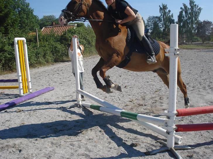 Dansk Varmblod Sylvester <3 billede 1