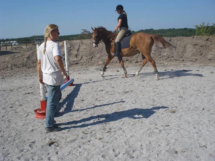 Dansk Varmblod Sylvester <3 billede 2