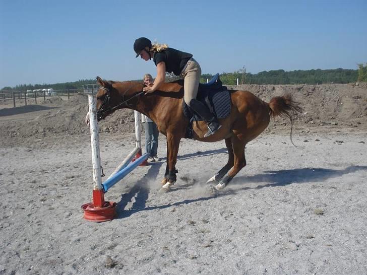 Dansk Varmblod Sylvester <3 billede 3