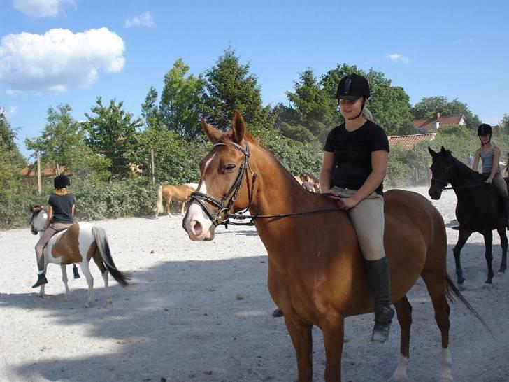 Dansk Varmblod Sylvester <3 billede 4