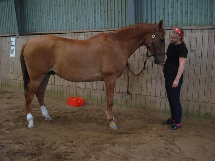 Dansk Varmblod Sylvester <3 billede 5