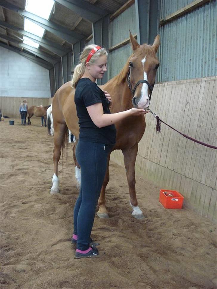 Dansk Varmblod Sylvester <3 billede 6