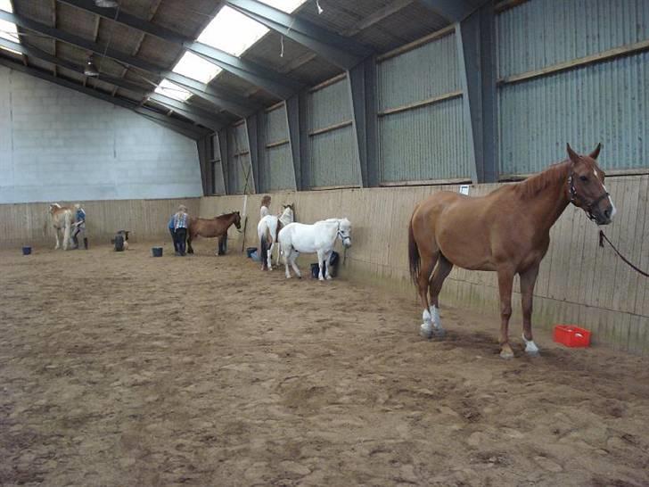 Dansk Varmblod Sylvester <3 billede 7