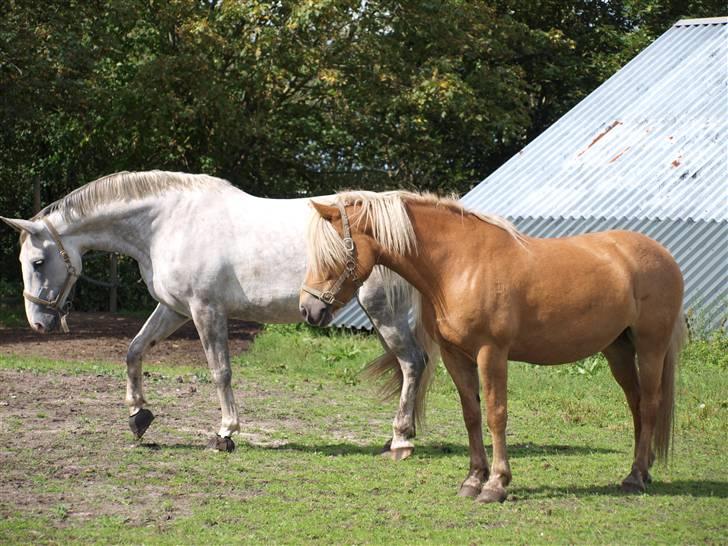 Dansk Varmblod Litana - Mark billede 09 af Litana og Zindy Foto: Trine billede 17