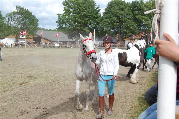 Sportsaraber (A) Cheri  #Solgt# billede 16