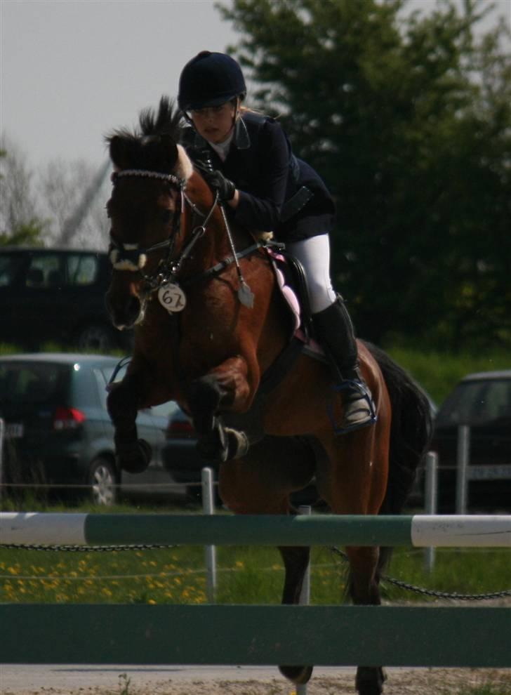 Connemara Søstholm Rapsody | A-pony - MB middelfart. 1.plads <3 billede 4