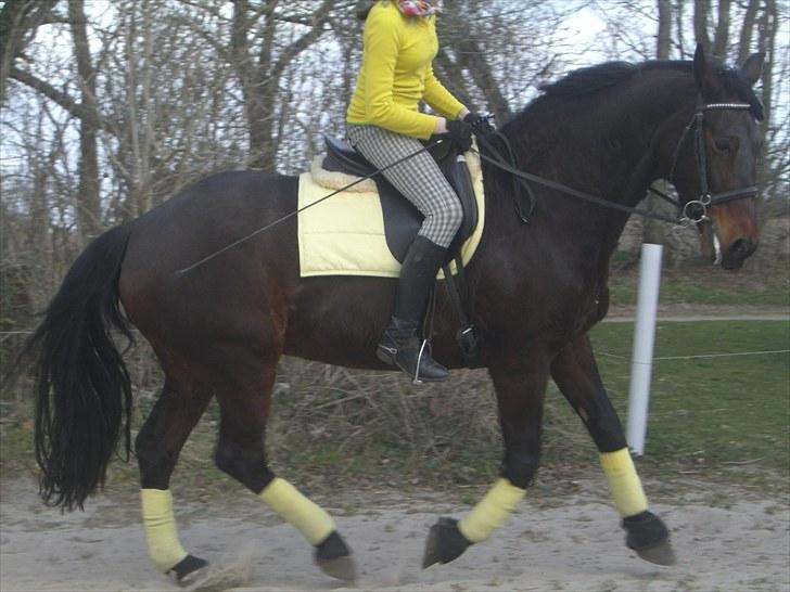 Oldenborg Tootsie - HOTTE! :D. -Der er lidt hingst gemt i hende? XD {Foto: Heidi} billede 13