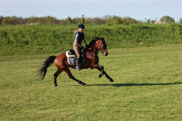 Connemara Søstholm Rapsody | A-pony - træning på stjernen. <3 billede 7