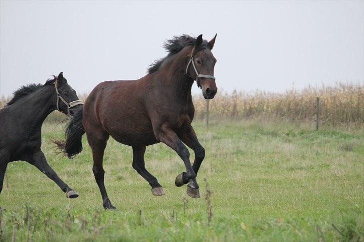 Oldenborg Tootsie - Første gang i lang tid jeg ser dig så glad.. Det betyder meget.. :´)<3 {Foto: Heidi} billede 16