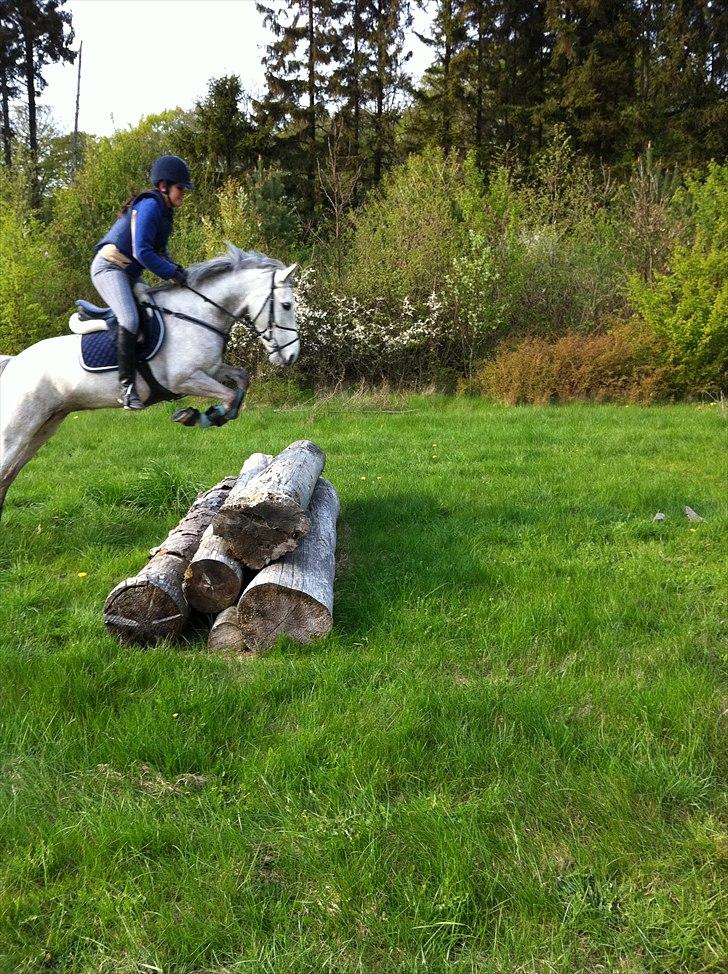 Welsh Pony (sec B) Fjordvangens Evian - HOP hehe billede 4