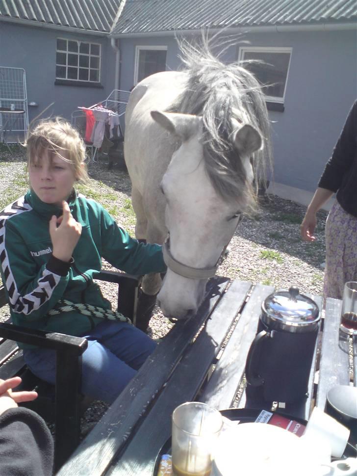 Welsh Pony (sec B) Fjordvangens Evian - " Jeq smager lige på Jose´s småkage" ;D billede 6