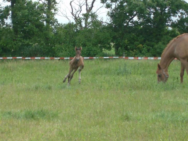 Barockpferd Kenai N billede 4