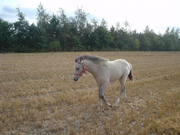 Welsh Pony (sec B) Fjordvangens Evian - Evian som føl  <3 billede 7