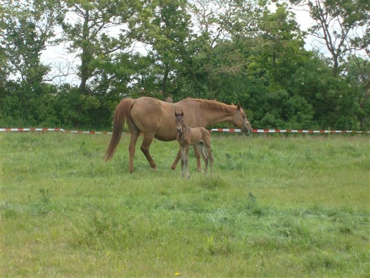 Barockpferd Kenai N billede 5