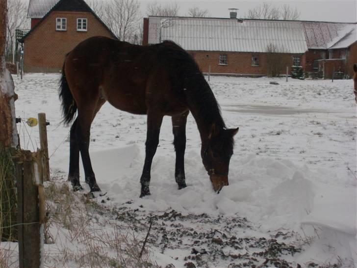 Barockpferd Kenai N billede 6