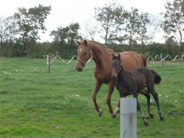 Barockpferd Kenai N billede 7