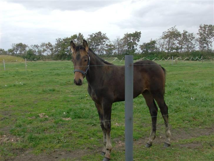 Barockpferd Kenai N billede 8