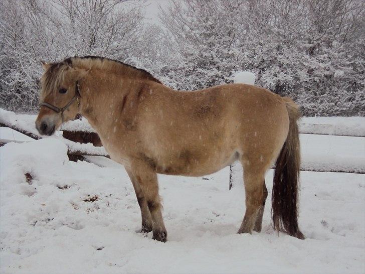 Fjordhest Nobelis Fjordlyst - Nobelis i sneen :´) <3 billede 16
