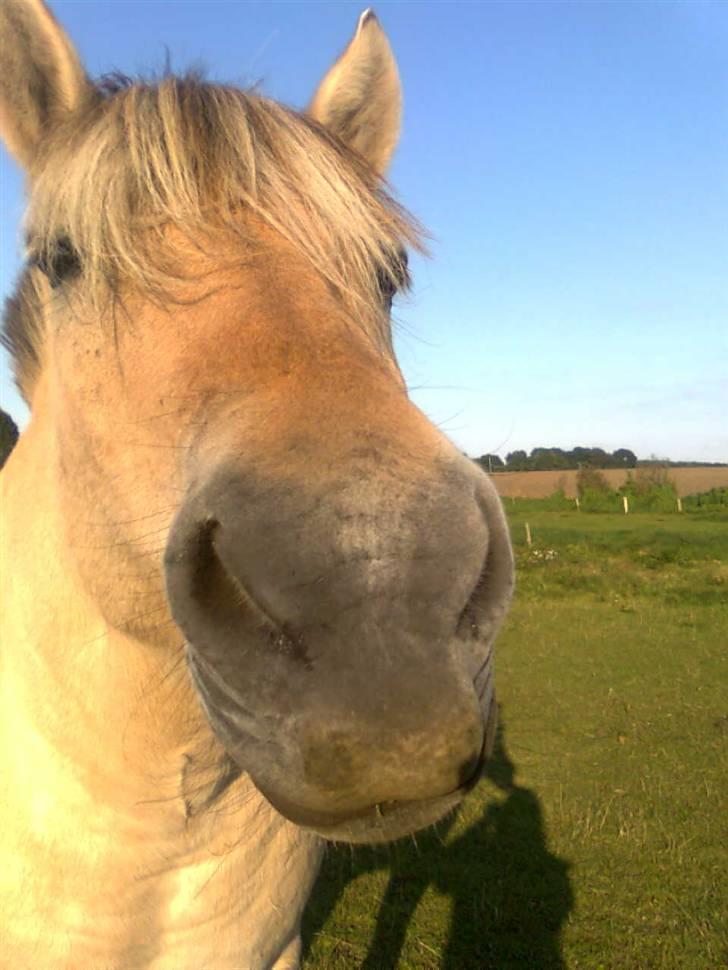 Fjordhest Nobelis Fjordlyst - "Mums hvor jeg elsker græs. Har jeg noget rundt om munden?" billede 17
