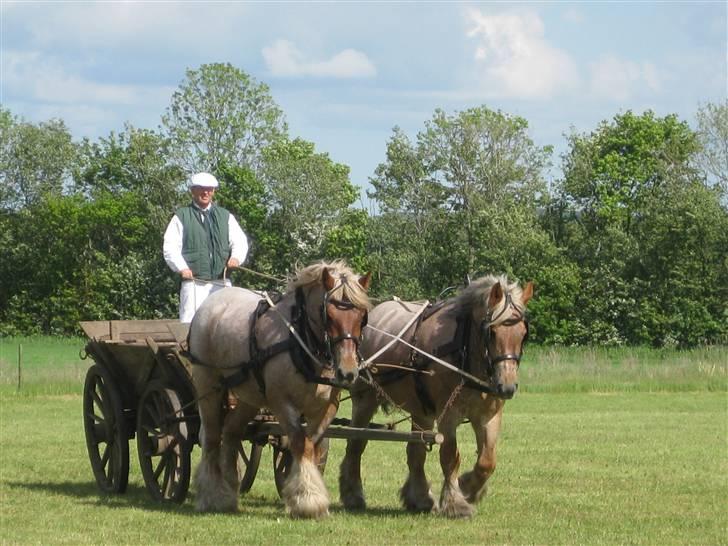 Belgier Rikke  SOLGT - Mig og Rie på Gl Estrup 2009 billede 11