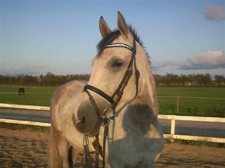 Anden særlig race El Casso billede 15