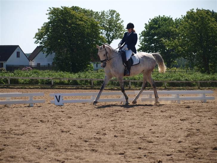 Anden særlig race El Casso billede 17