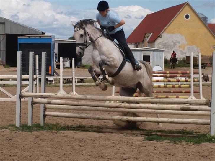 Anden særlig race El Casso billede 19