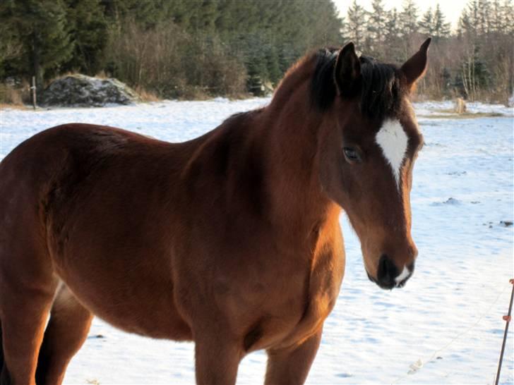 New Forest Malido billede 10