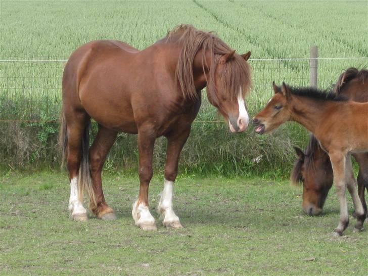 Welsh Pony af Cob-type (sec C) Brimstone Dylan - Dylan og hans datter billede 4