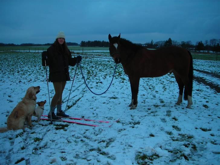 New Forest Malido billede 11