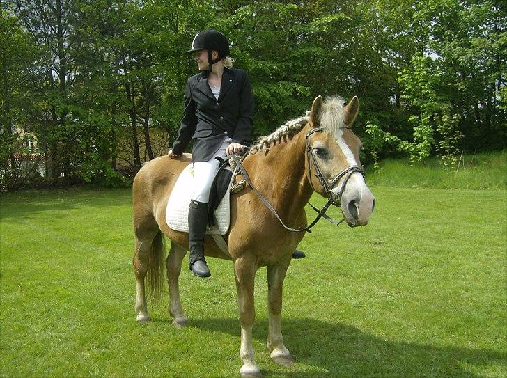 Haflinger Valerie - Vi venter på en konfirmand den 20. Marts 2011. billede 5