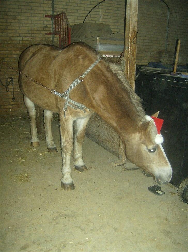 Haflinger Valerie - Jule hygge 2010. billede 2